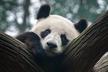 Panda beer van Chihong