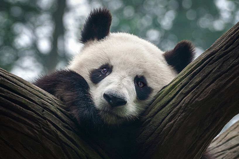 Pandabär von Chi