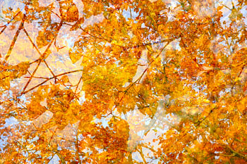Gouden oktober
