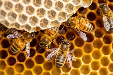 Individual bees on honeycomb in colony by Maarten Zeehandelaar