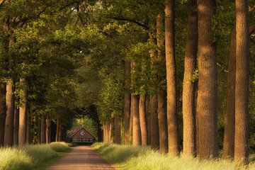 La maison forestière au bout de l'allée des arbres sur Moetwil en van Dijk - Fotografie