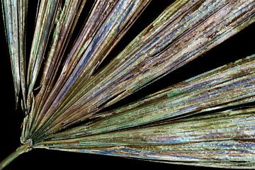 Natuurlijke glanzende kleuren op een palmblad van Lisette Rijkers