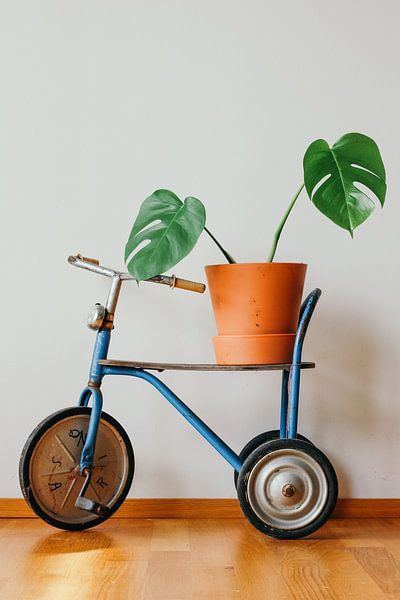 Monstera by Hello Pompoyo