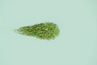 Ocean of grass