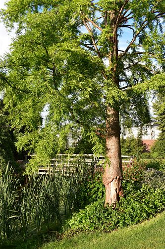 Boom met houten Brug_HMS