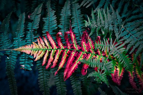 Only the strongest will survive