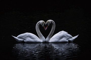 Twee zwanen die hart vormen op water van De Muurdecoratie