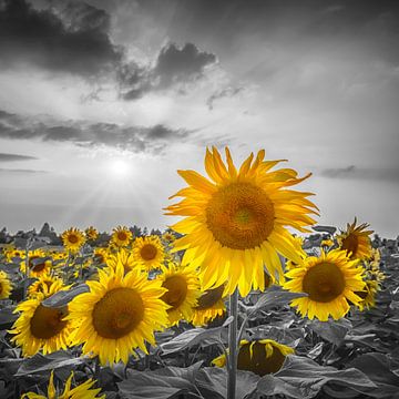 Sonnenblumen im Sonnenuntergang | colorkey von Melanie Viola