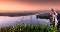 Nebliger Morgen im Polder