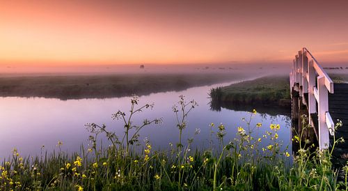 Foggy morning in the polder