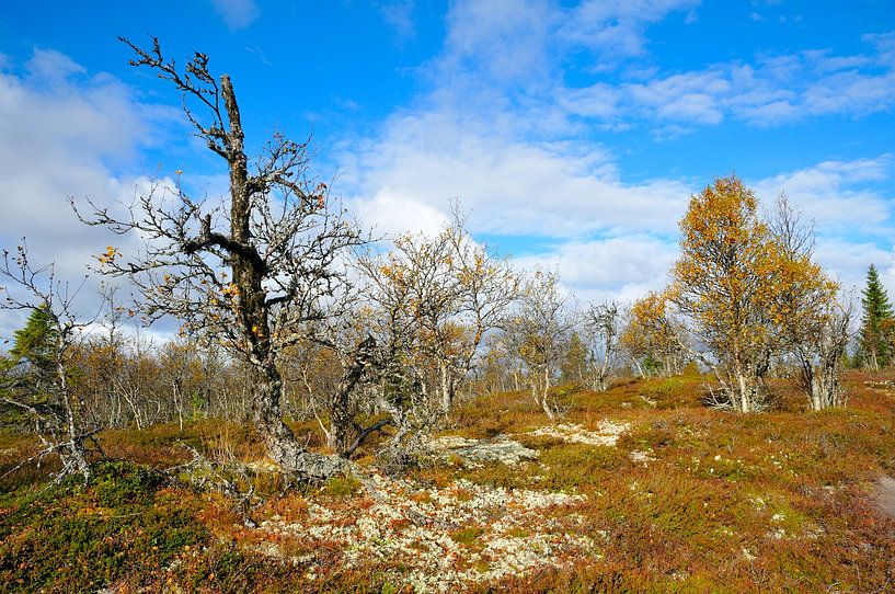 Lofsdalen en Suède par Karin Jähne