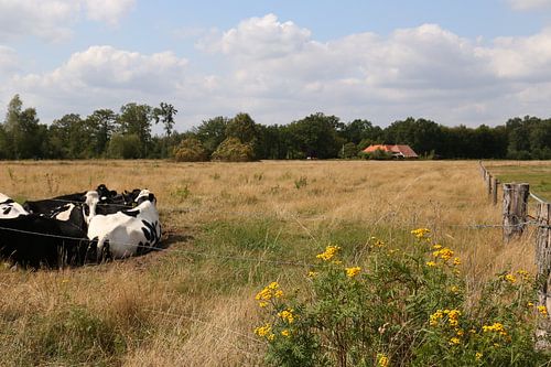 Niederländische Landschaft