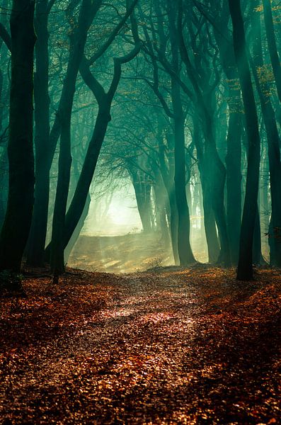 Speulderbos 14 by Deshamer