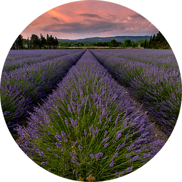 Lavendelveld bij zonsondergang