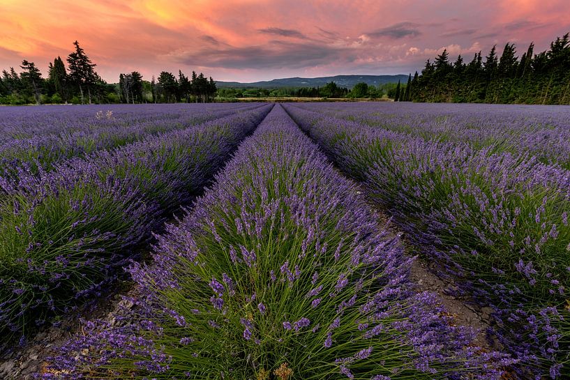 Lavender field at sunset by Jacques Jullens