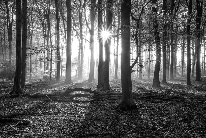 Morgendämmerung (2/2) von Niels Barto