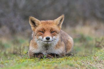 Smiling fox van Anna Stelloo