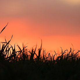 Warme zonsondergang van Ilona Muskens