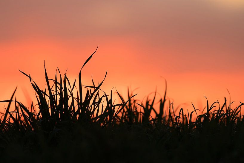 Coucher de soleil chaleureux par Ilona Muskens