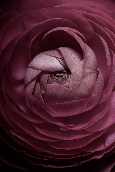 Altrosa Blume mit sich öffnenden Blütenblättern von Marjolijn van den Berg