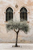 Olivenbaum vor historischer Architektur