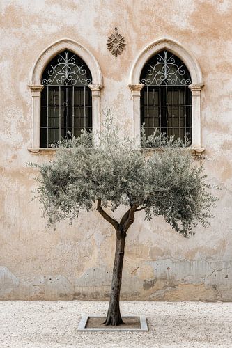 Olivenbaum vor historischer Architektur von Poster Art Shop