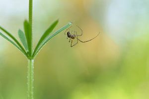 Spin doet aan acrobatiek.