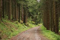 A way in the forest