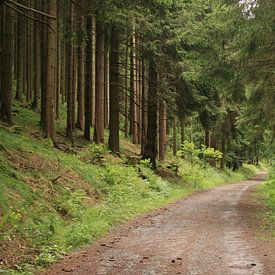 A way in the forest von Lisanne Mudde