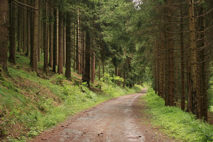 A way in the forest by Lisanne Mudde