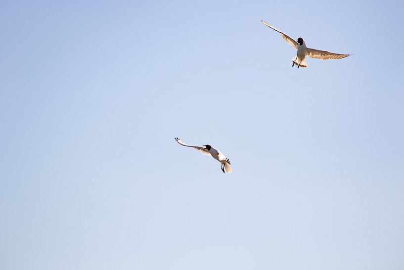 Argument between two Black-headed Gulls 1 by Anne Ponsen