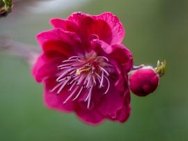 Pfirsichblüte von Mr White Takes Pictures