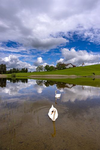 Zwanen (Cygnus olor) in de Hegratsrieder See bij Füssen in de Ostallgäu, Allgäu, Beieren, Duitsland
