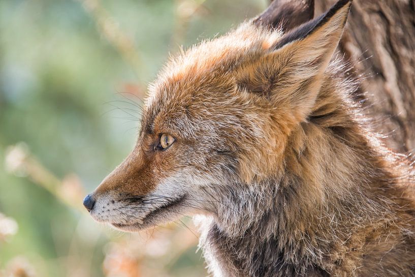 Portret van een jonge vos vanaf de zijkant gefotografeerd par Harrie Muis