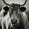 Portugeese koe in zwart-wit van Niels Bronkema