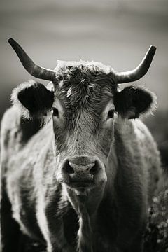 Portugeese koe in zwart-wit van Niels Bronkema