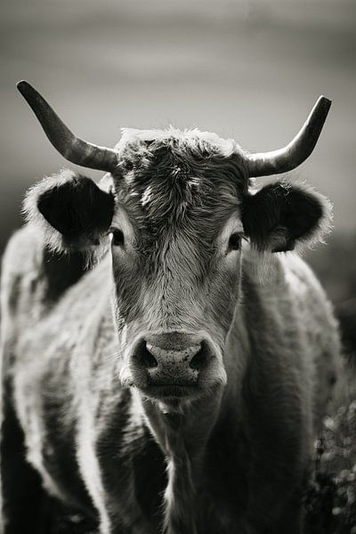 Portuguese cow in black and white by Niels Bronkema