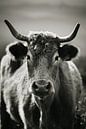 Portuguese cow in black and white by Niels Bronkema thumbnail