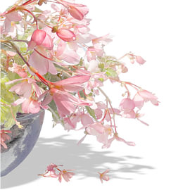 Begonia Waterfall by Carla Baartman - Fun and Digital Art