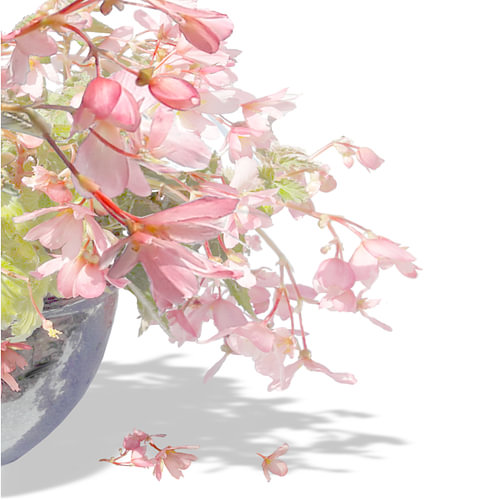 Begonia Waterfall sierlijke rommelmaker