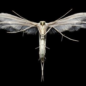 White plume moth (Pterophorus pentadactyla) by Uwe Ulrich Grün