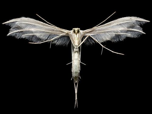 White plume moth (Pterophorus pentadactyla)
