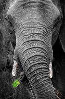 Zwart wit close-up van olifant met groen blad in slurf