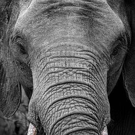 Black and white close-up of elephant with green leaves in trunk by Krijn van der Giessen