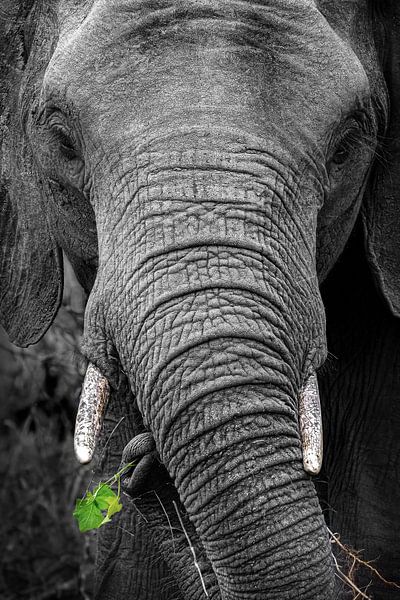 Zwart wit close-up van olifant met groen blad in slurf van Krijn van der Giessen