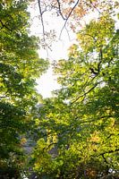 Feuilles