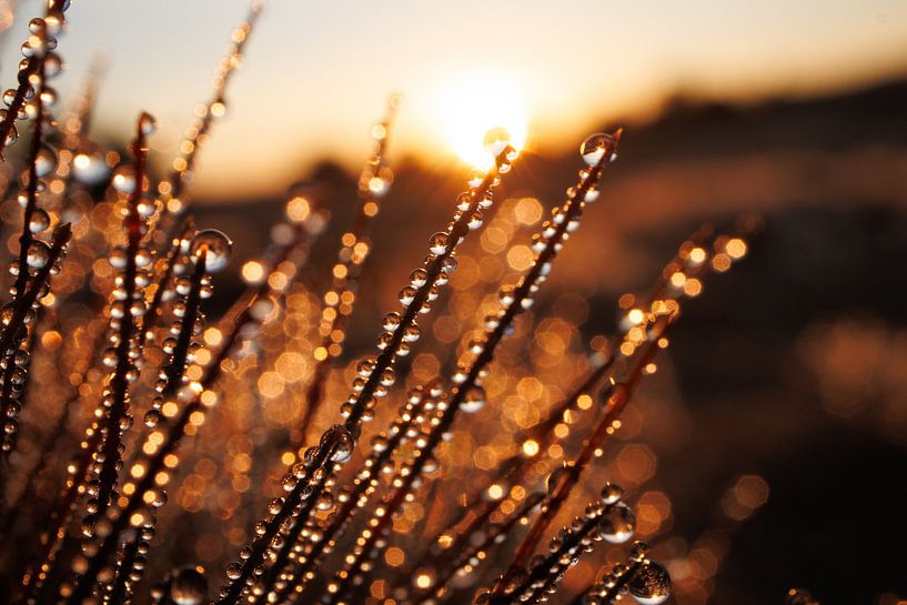 Tropfen in der Morgensonne von Jan