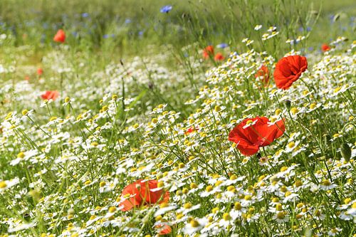 Prairie d'été ensoleillée avec des coquelicots en fleurs, de nombreuses camomilles ou des marguerite