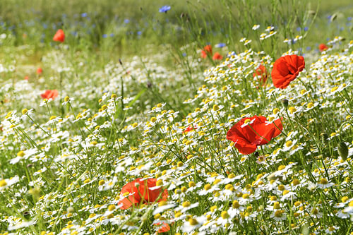 Sonnige Sommerwiese mit blühendem Mohn, vielen Kamillen oder weißen Gänseblümchen und Kornblumen, sc