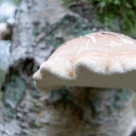 Paddenstoelen van Maaike Krimpenfort